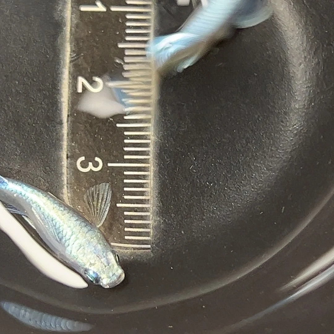 海水长鳍天使25号