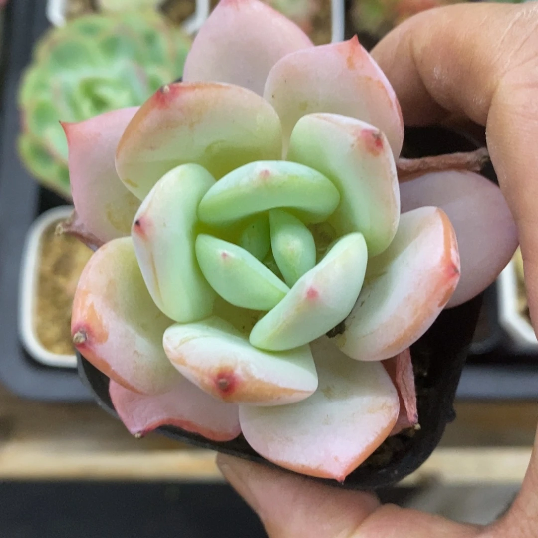 精品多肉一物一拍不包整83