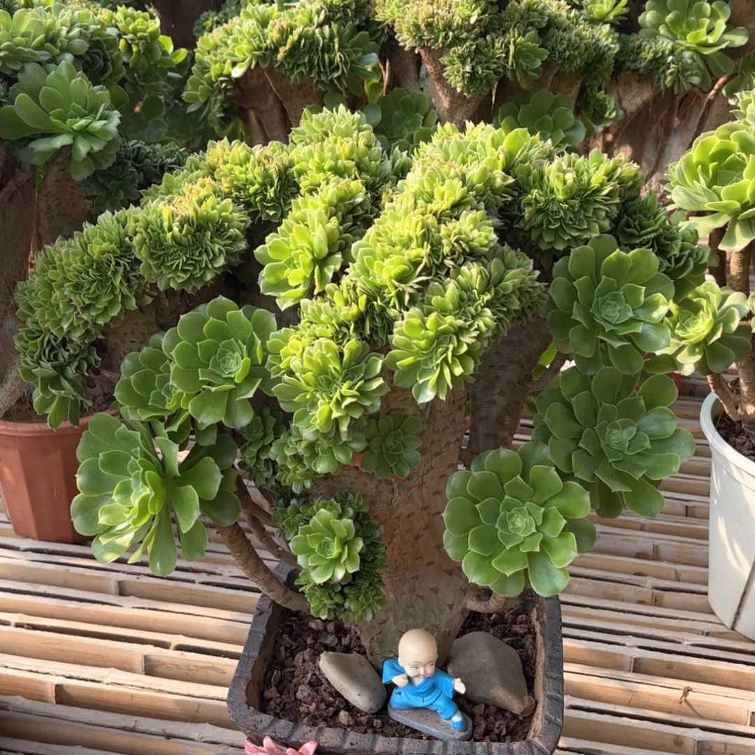 绿羊绒朵朵精品福利
