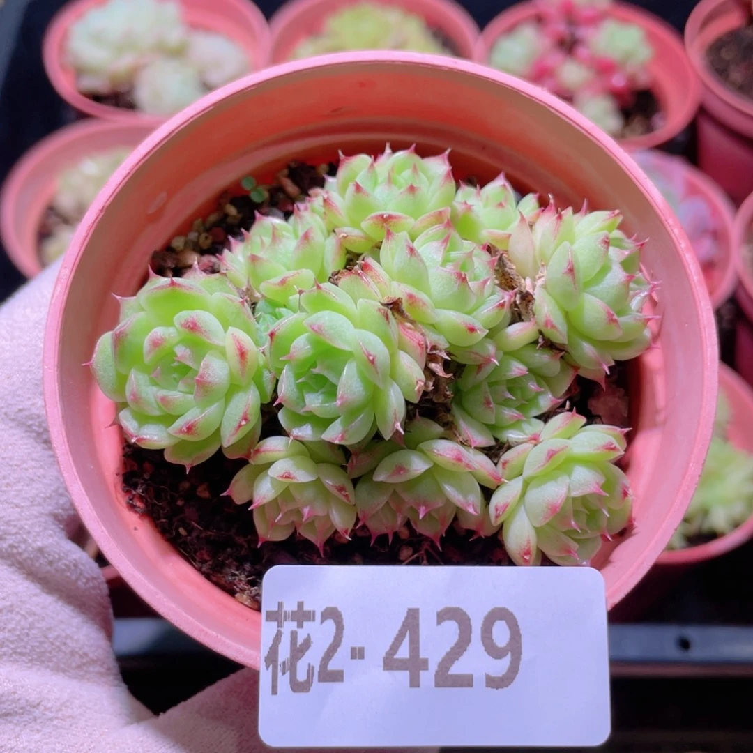 花利美2-429海王群