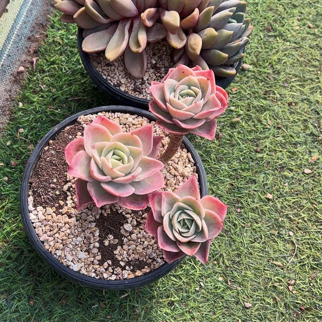 ?***鲤星娜塔组象牙多肉植物