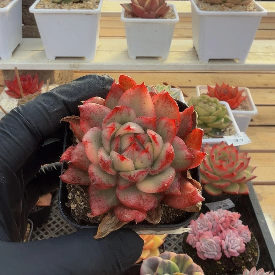 1128-37爱博尼锦单头