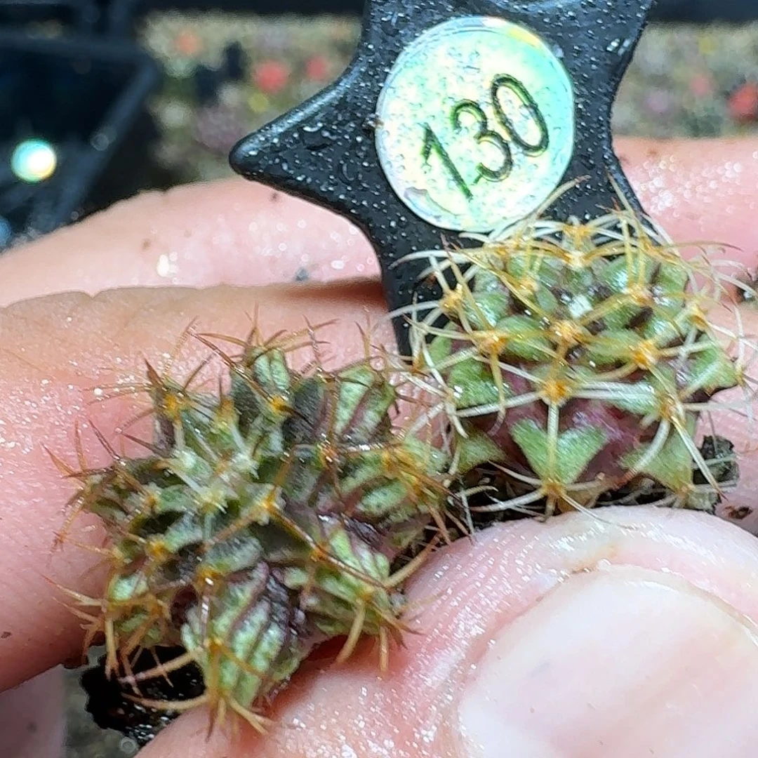 米哈实生自然锦130