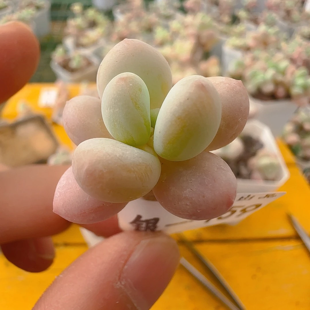 彩奶，仙农出品，159