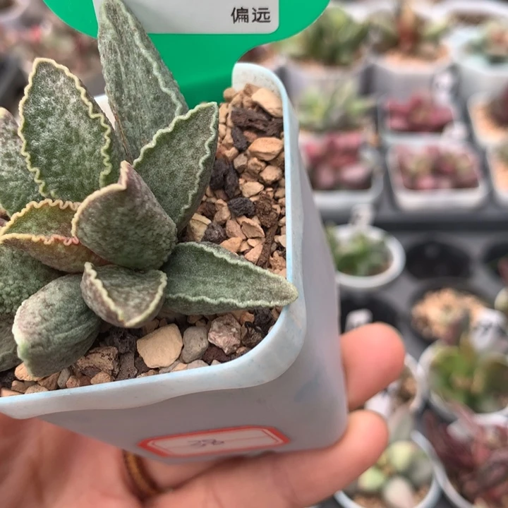 鲍鱼 多肉。29。