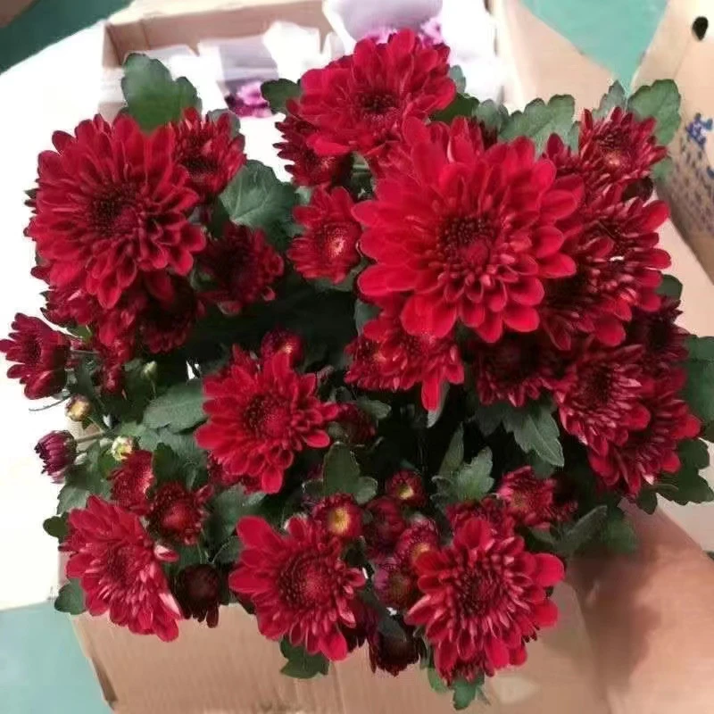 【菊花】菊花盆栽带花发货荷兰月月苗耐寒易活四季开花室内外阳台