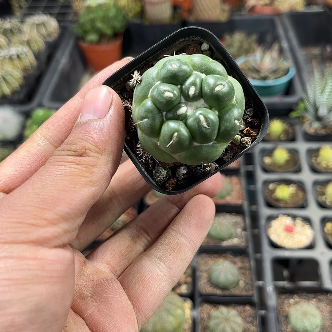 蜘蛛眼象牙单头发货单头
