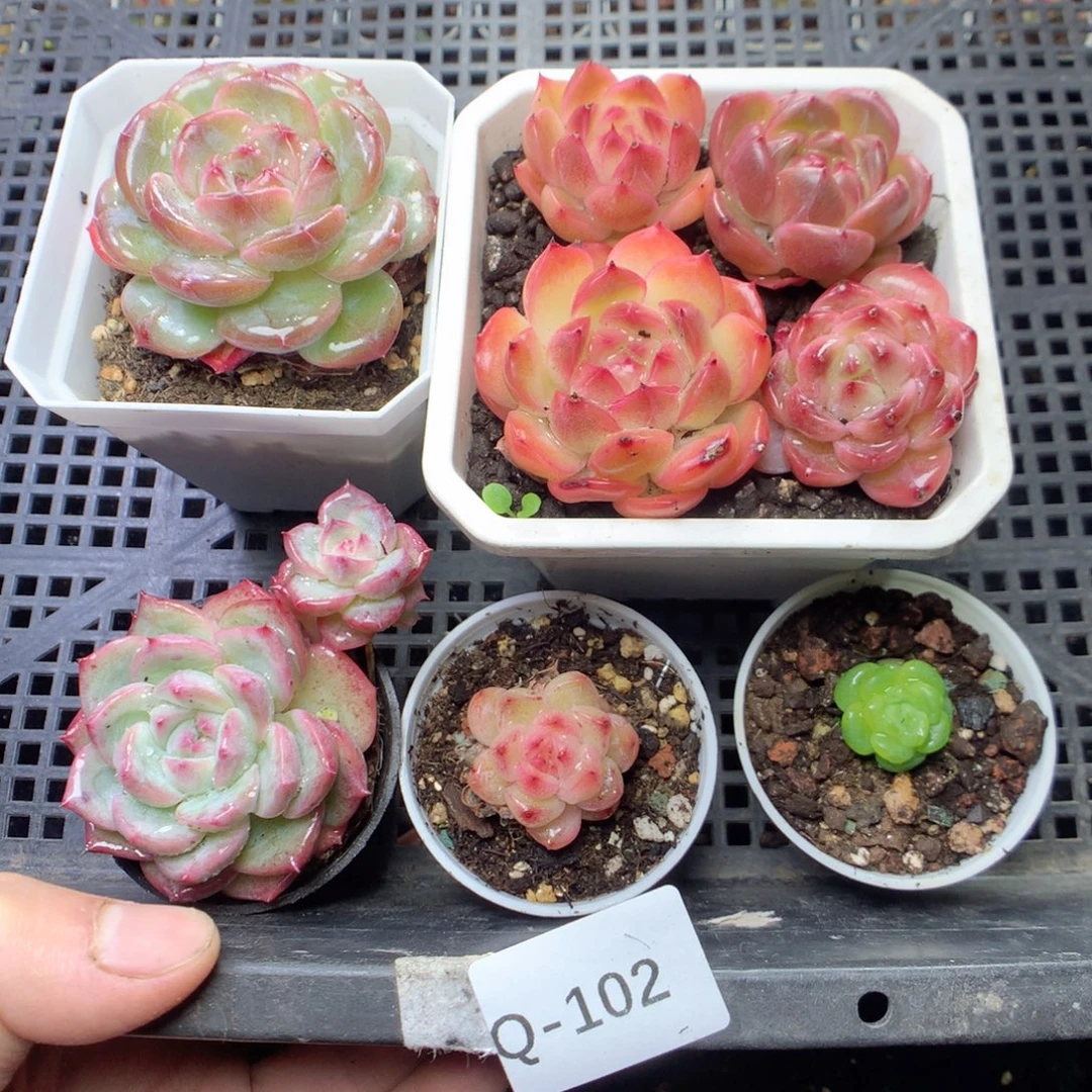 无花朵Q102。yyyyyyyyyy