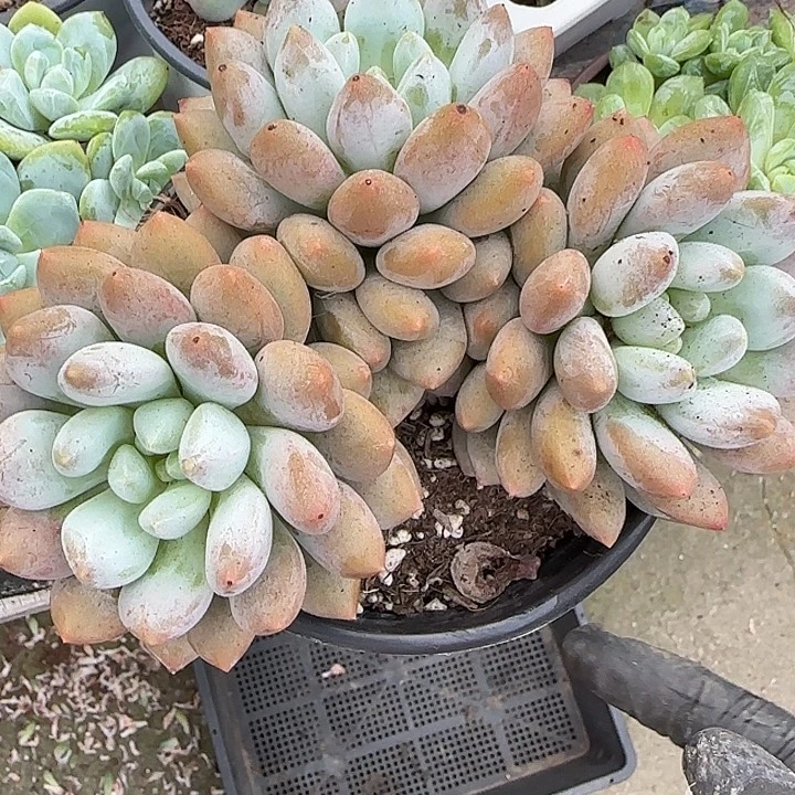 青蛙王子儿童牙膏11