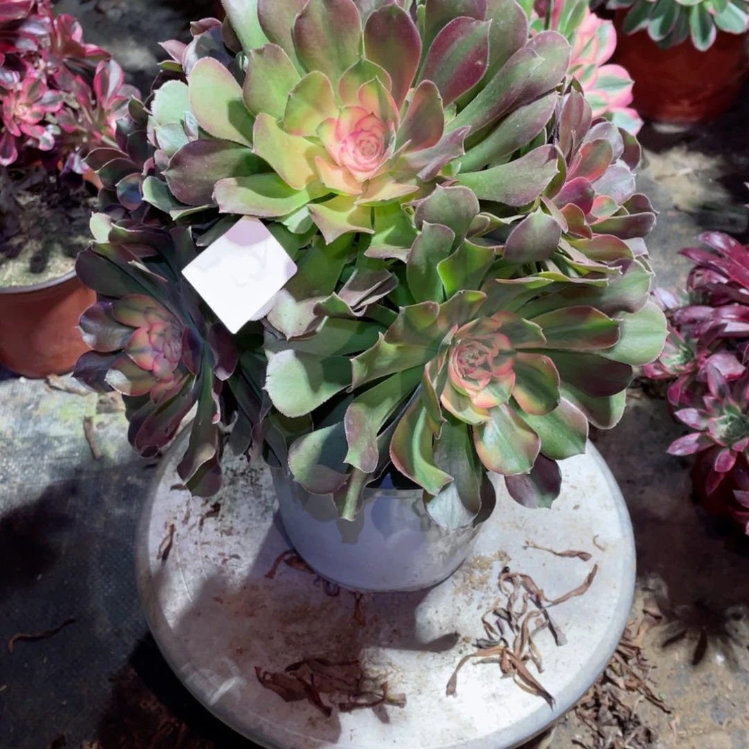 多肉植物雅典娜431