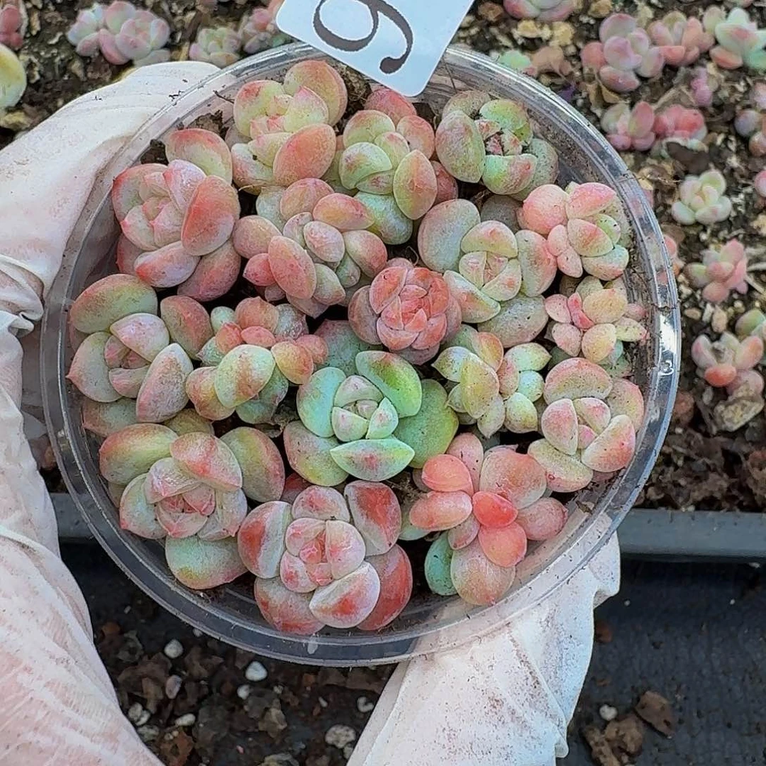 多肉植物多肉植物989