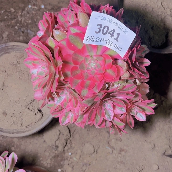 3041粉女巫多肉植物老桩