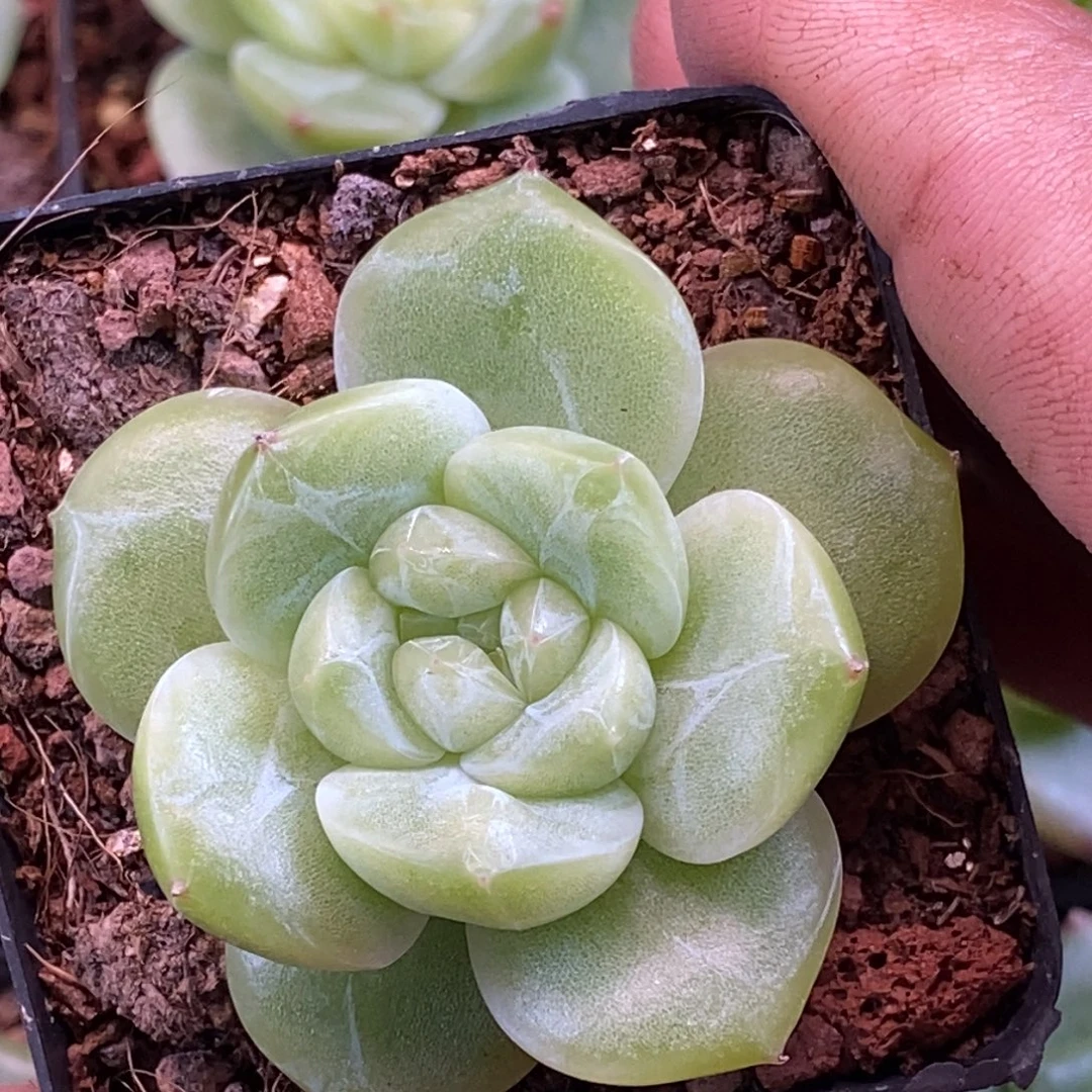 天官赐福百无禁忌