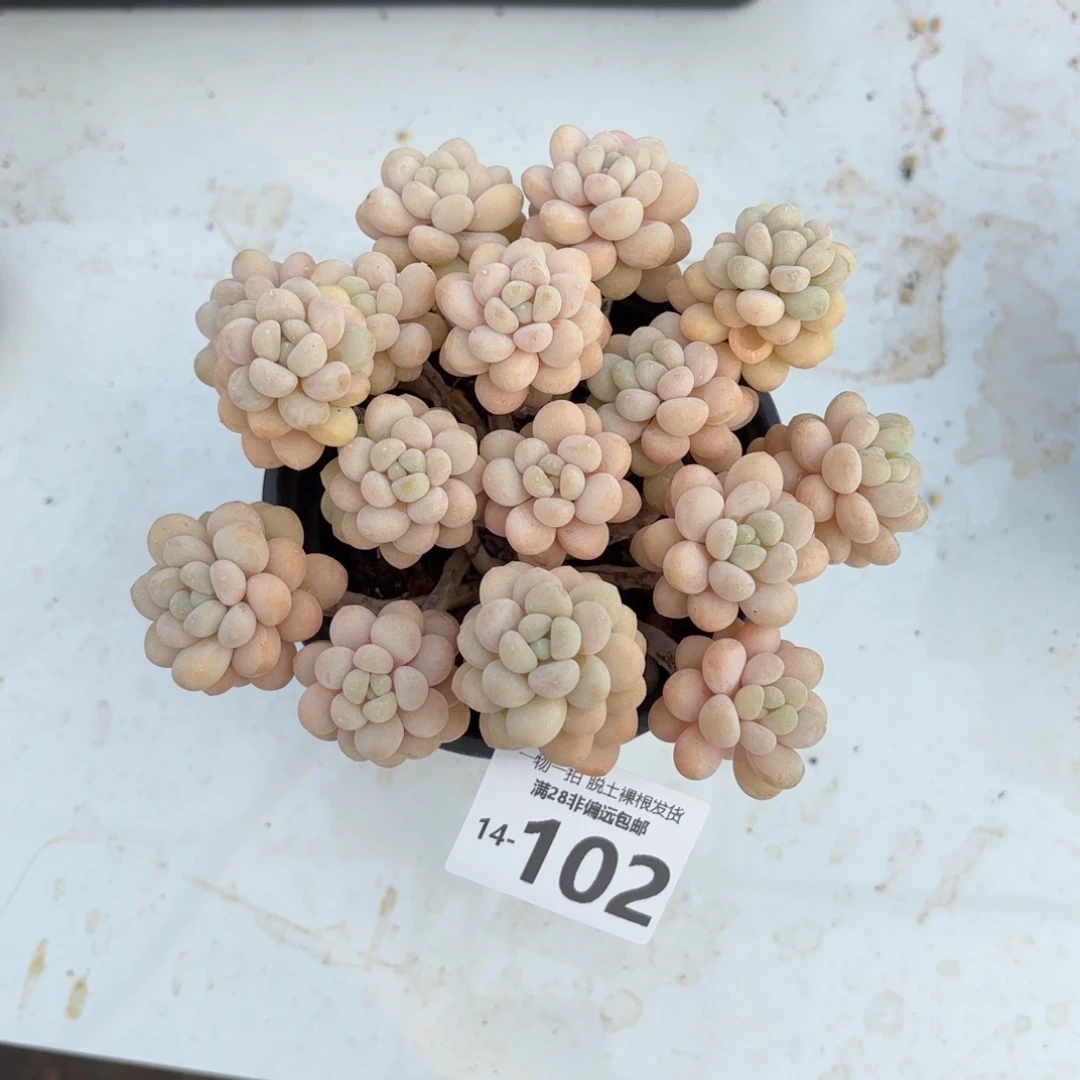 元***饱韩系洛可可老桩多肉