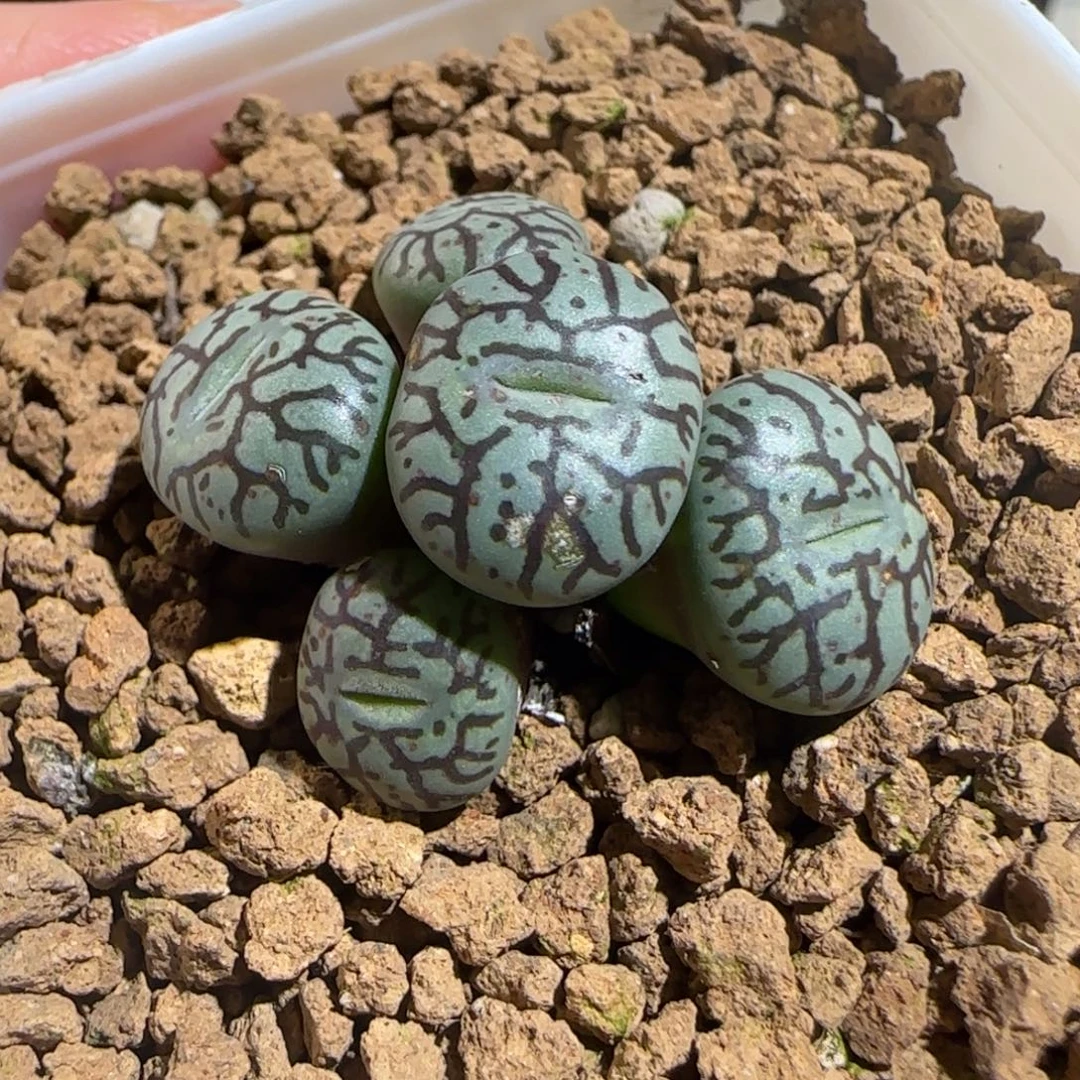 肉锥多肉植物组合-墨有疤1322