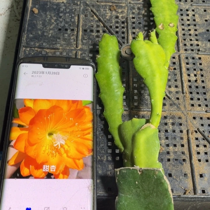 当前无花栽培后可以开花853