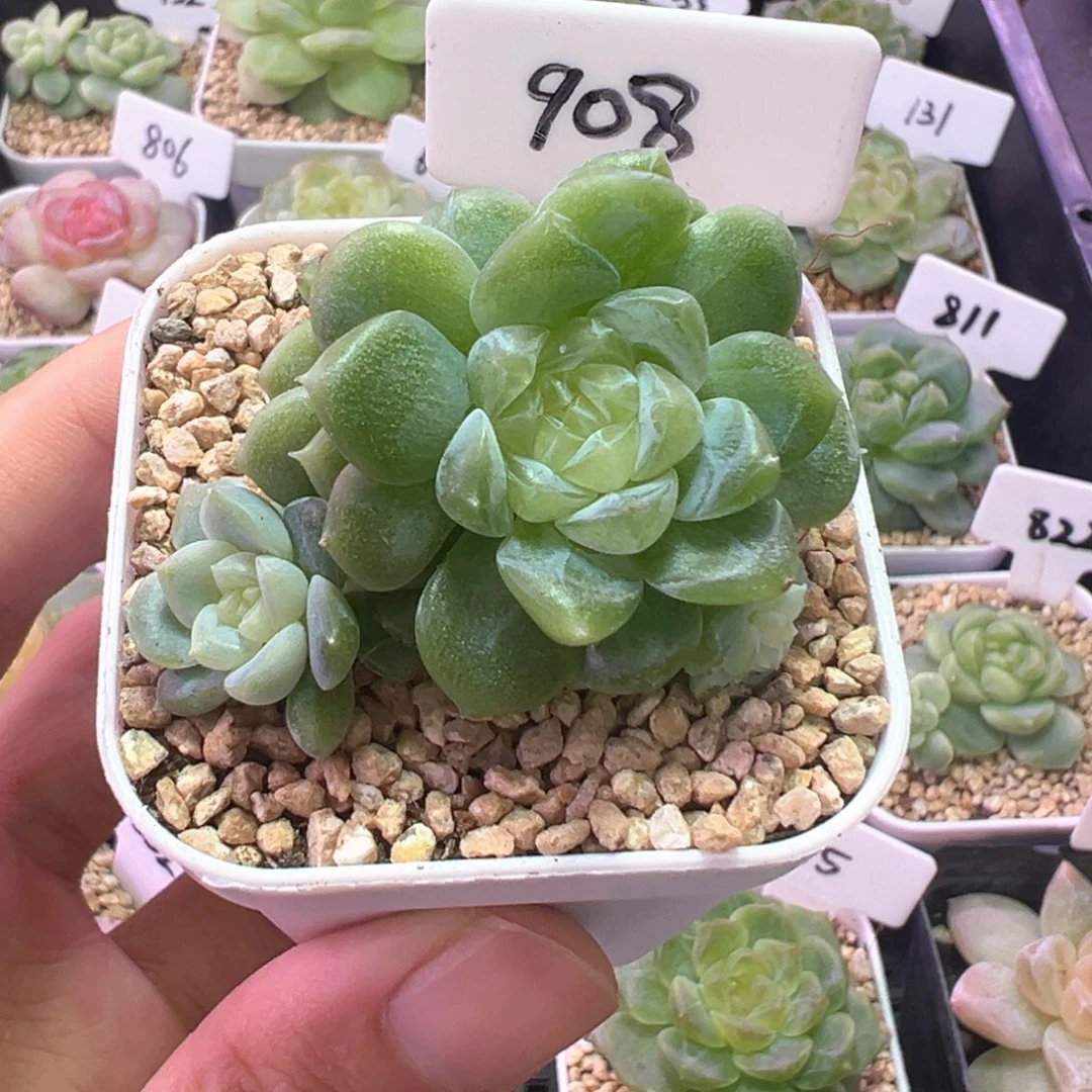 908号泼天富贵 晗雨多肉