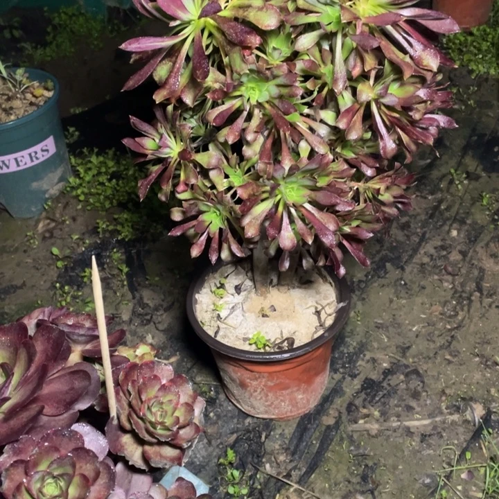 58黑法师双胞胎多肉植物