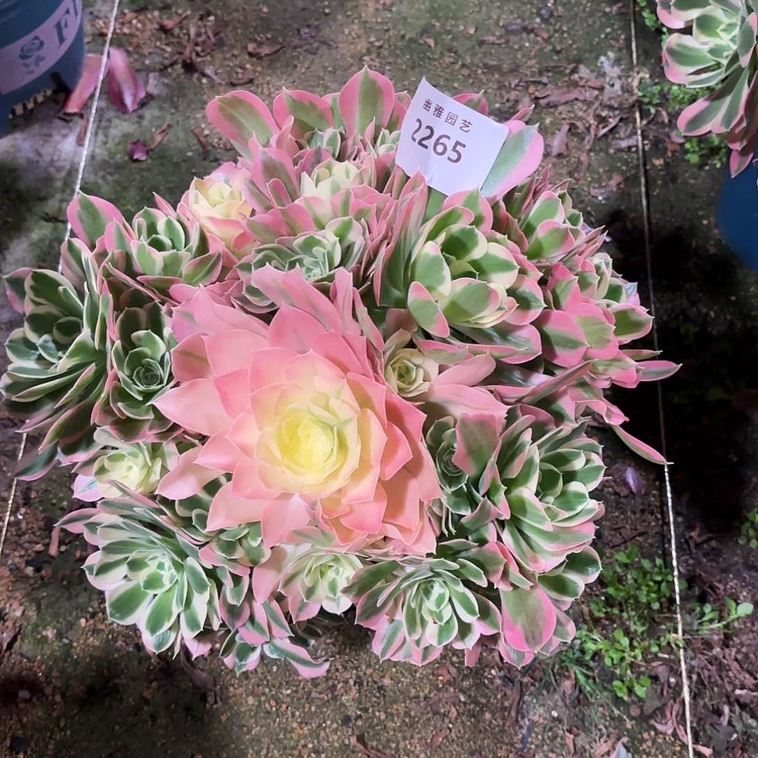 多肉法师白凤2265