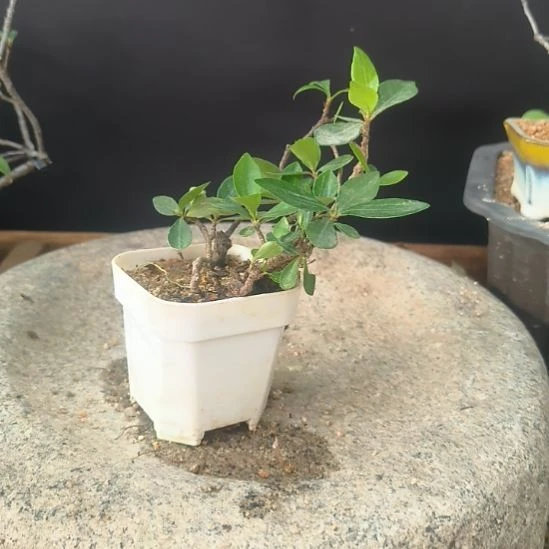 好***报无花朵海  岛  春  花海岛栀子花