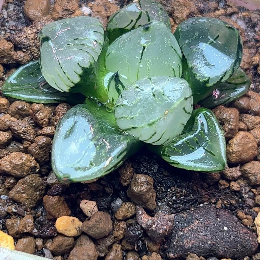 魔晶球十二卷多肉植物
