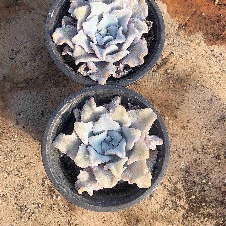 9厘米盆白饺子皮多肉植物