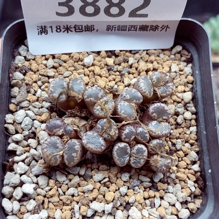 3882。