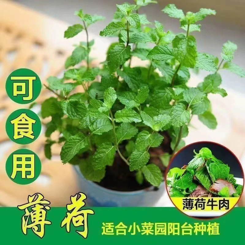 薄荷盆栽驱蚊净化空气好养易活室内阳台绿植