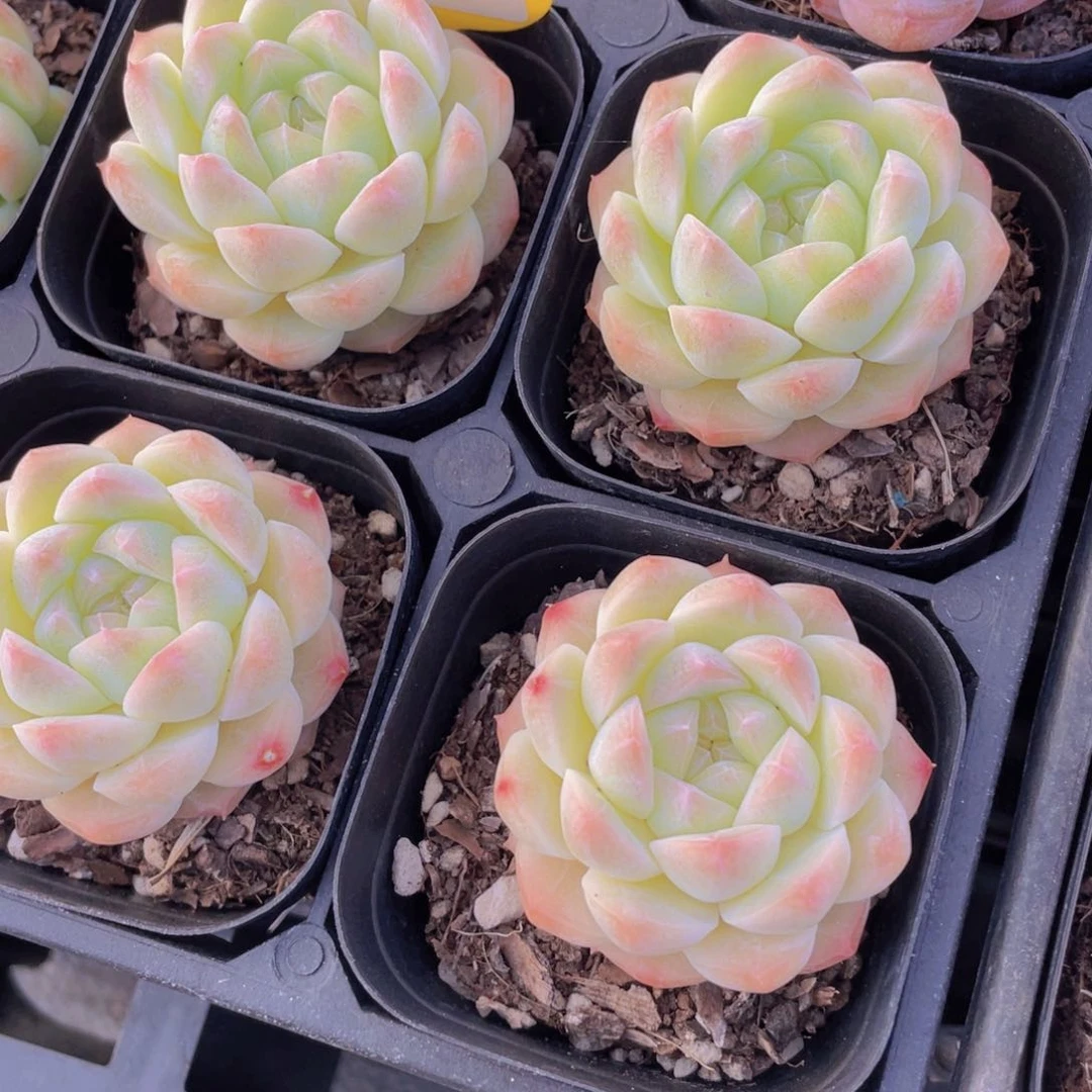 897号 奶油精品白桃汽水单头一个