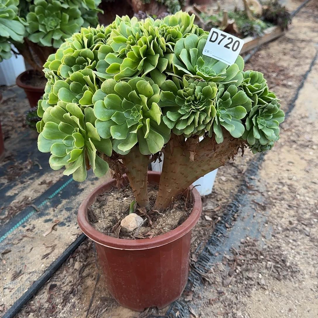 720绿缀一颗呀呀呀