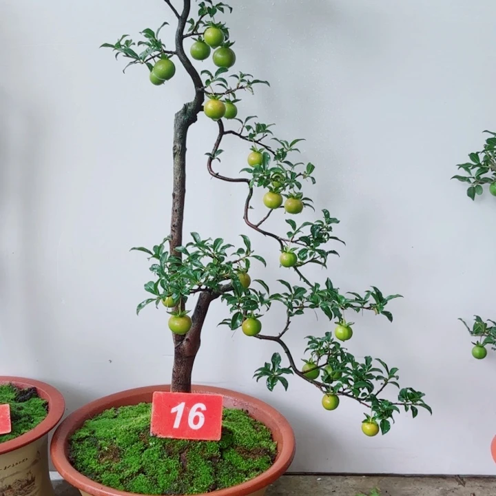 无花朵天**子金弹子盆景树