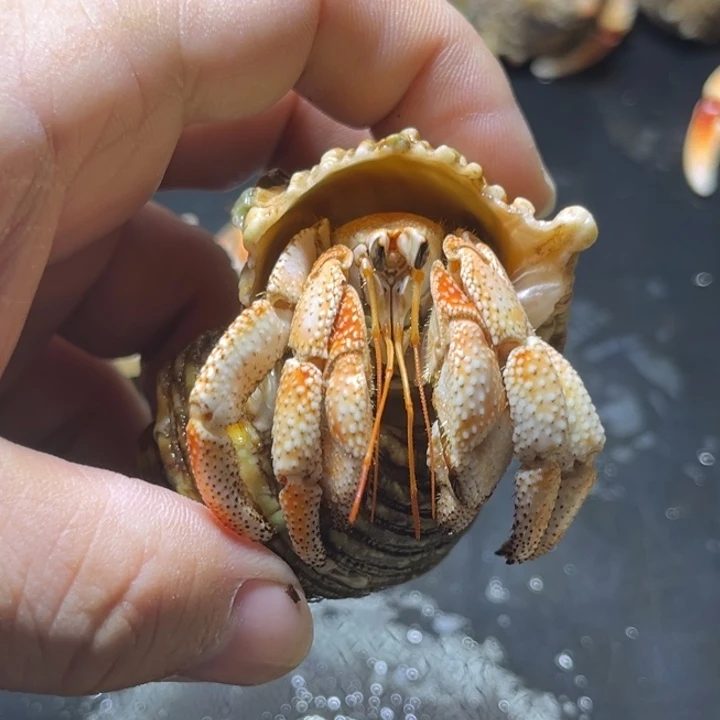 闪3号毛球2.5口径