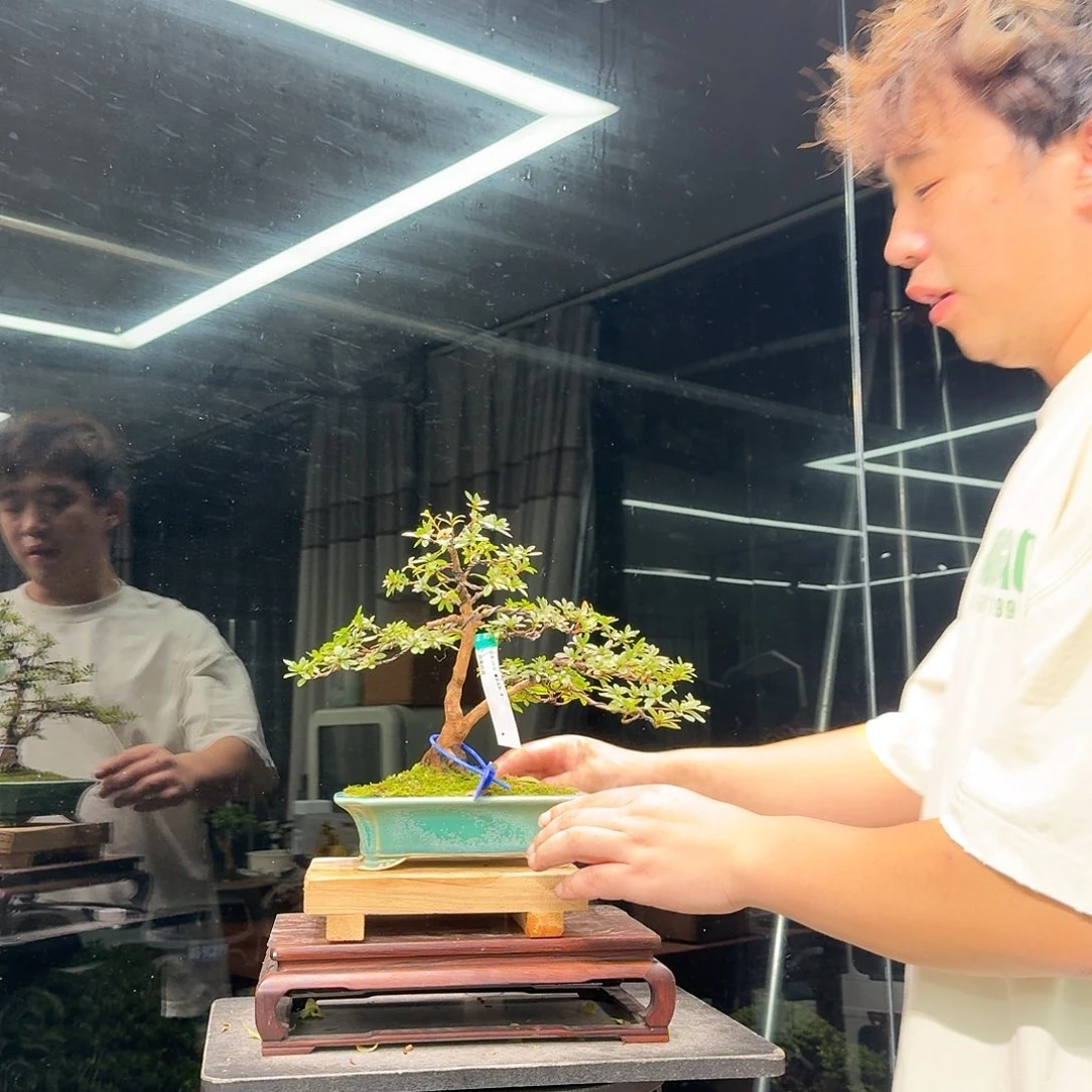 老***简无花朵花卉苗木花卉1934