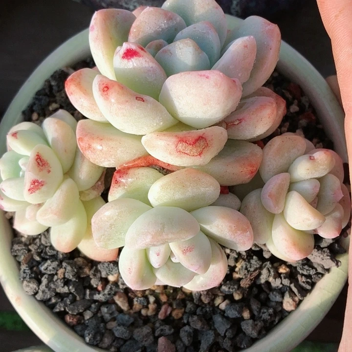 【闪购商品】?****?miss冰玉