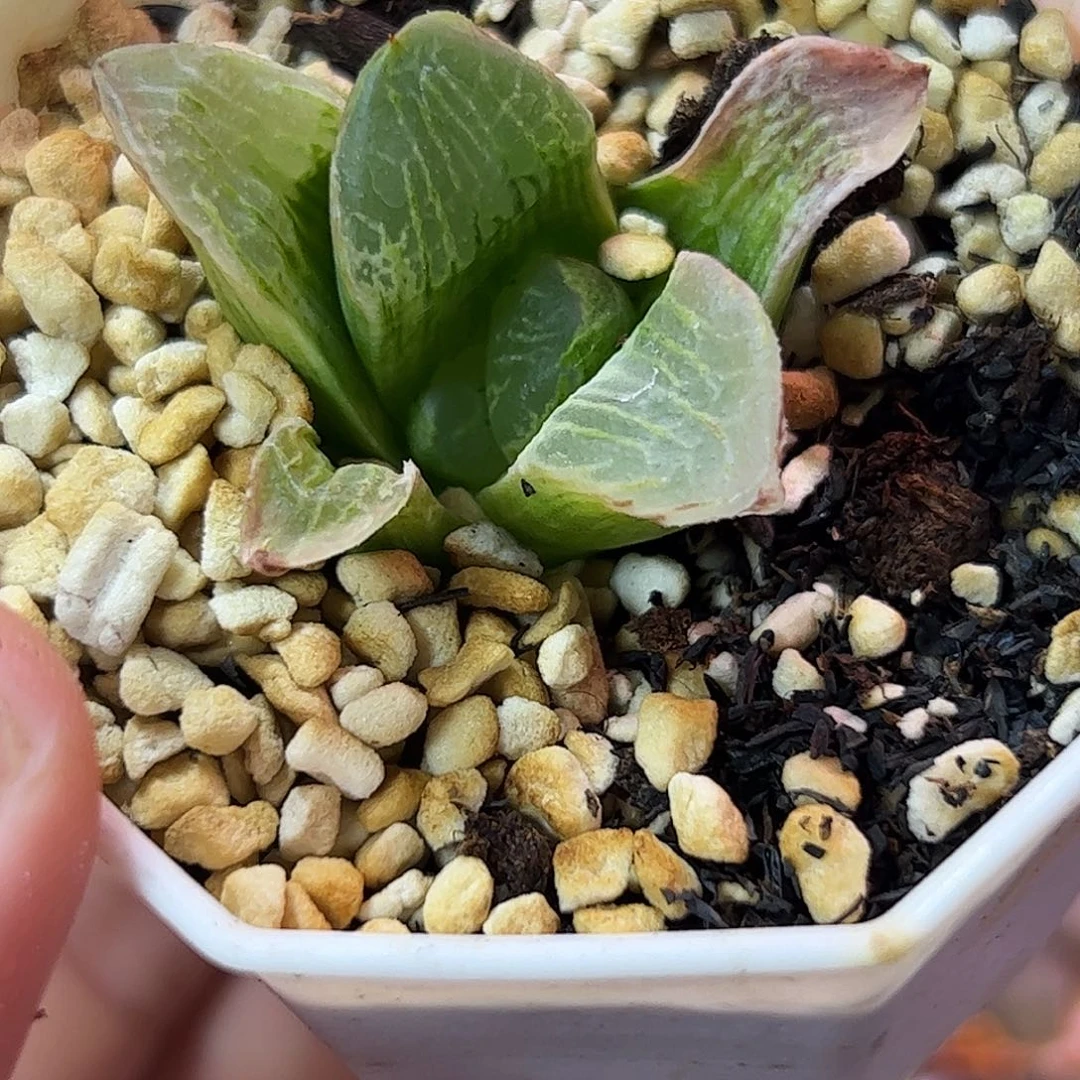 万华镜锦十二卷多肉植物