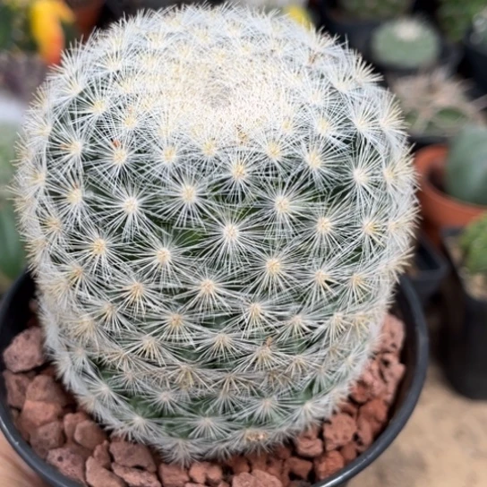 当前无花栽培后可以开花实生大满月