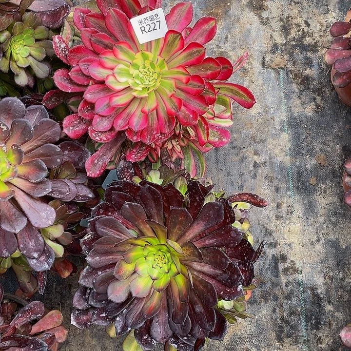 227多肉植物的生长