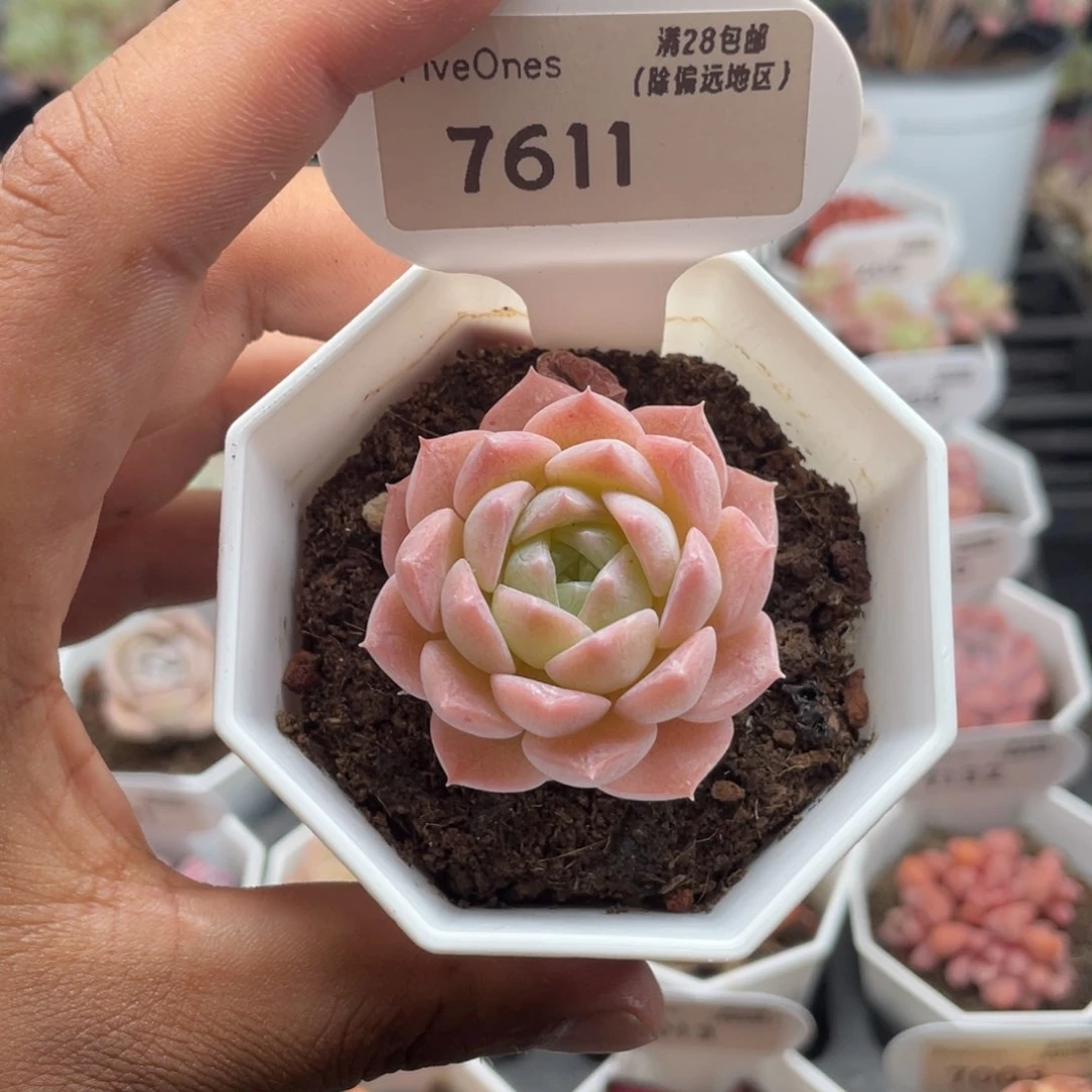 7611纯爱4.0厘米