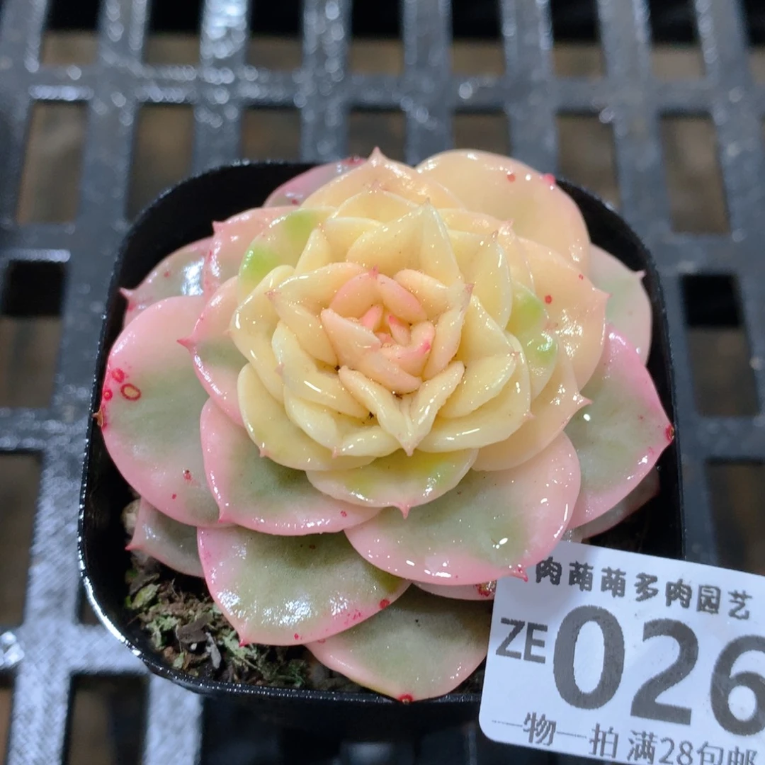 肉萌萌拇指盆精控多肉ZE026