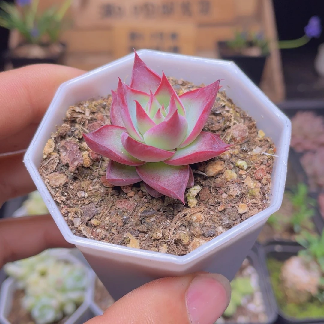 惊鸿仙子多肉9.9包邮发货