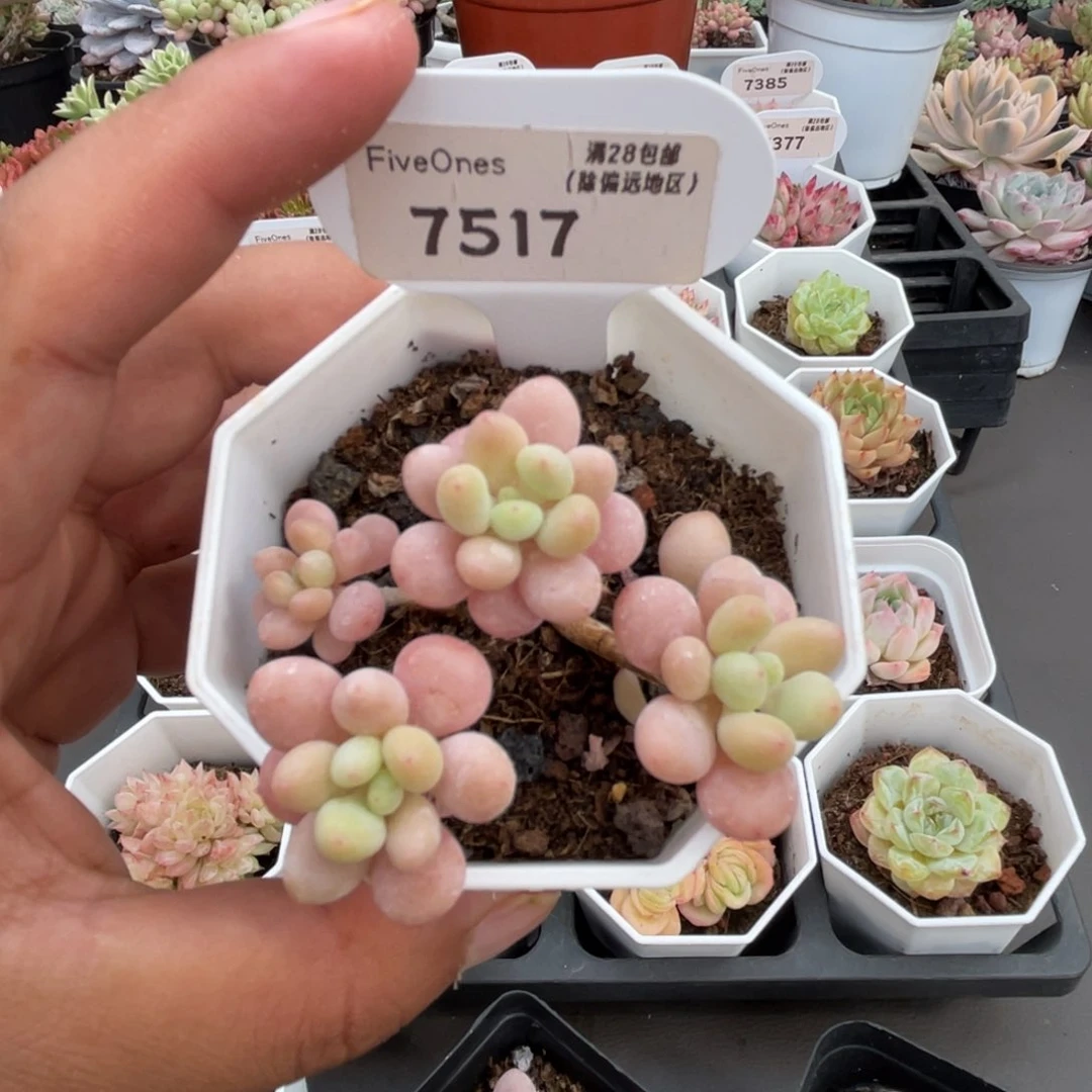 7517鱼子酱4.5厘米