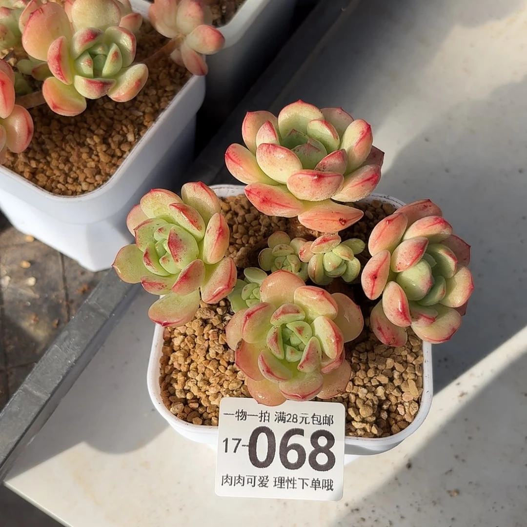 白底香草无盆土发货无