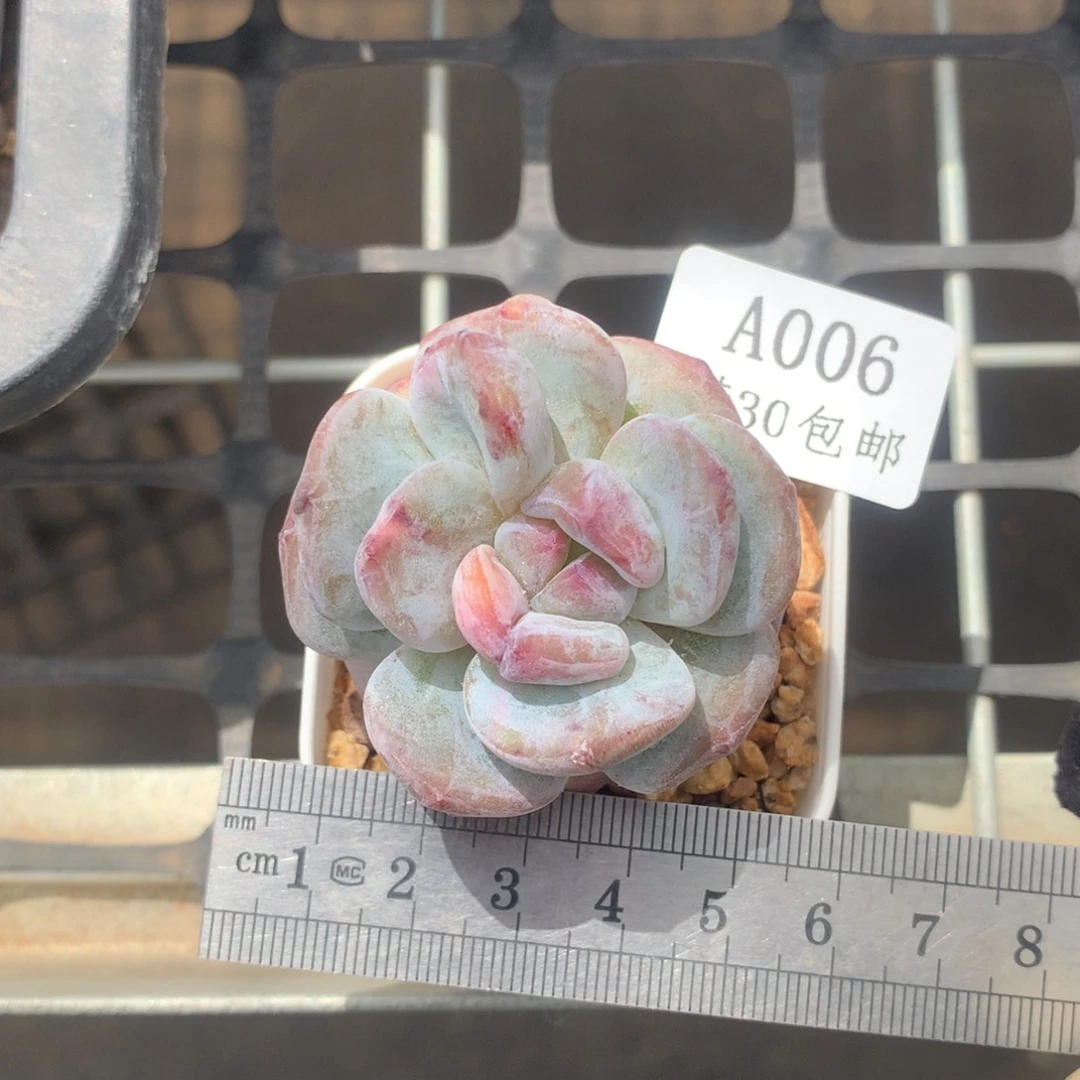 石化星影冠服5单头