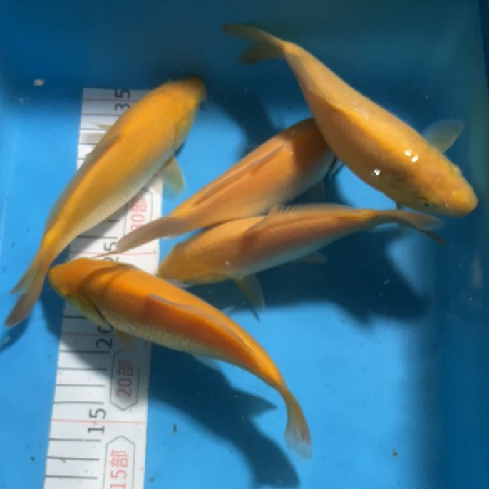 超级纯东海芥子 14-20cm