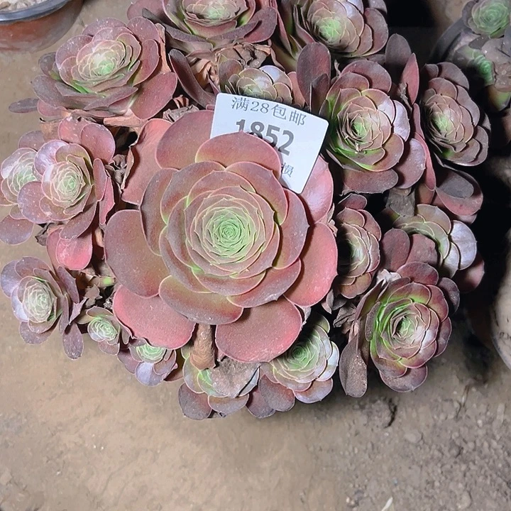 1852魅金玫瑰多肉植物