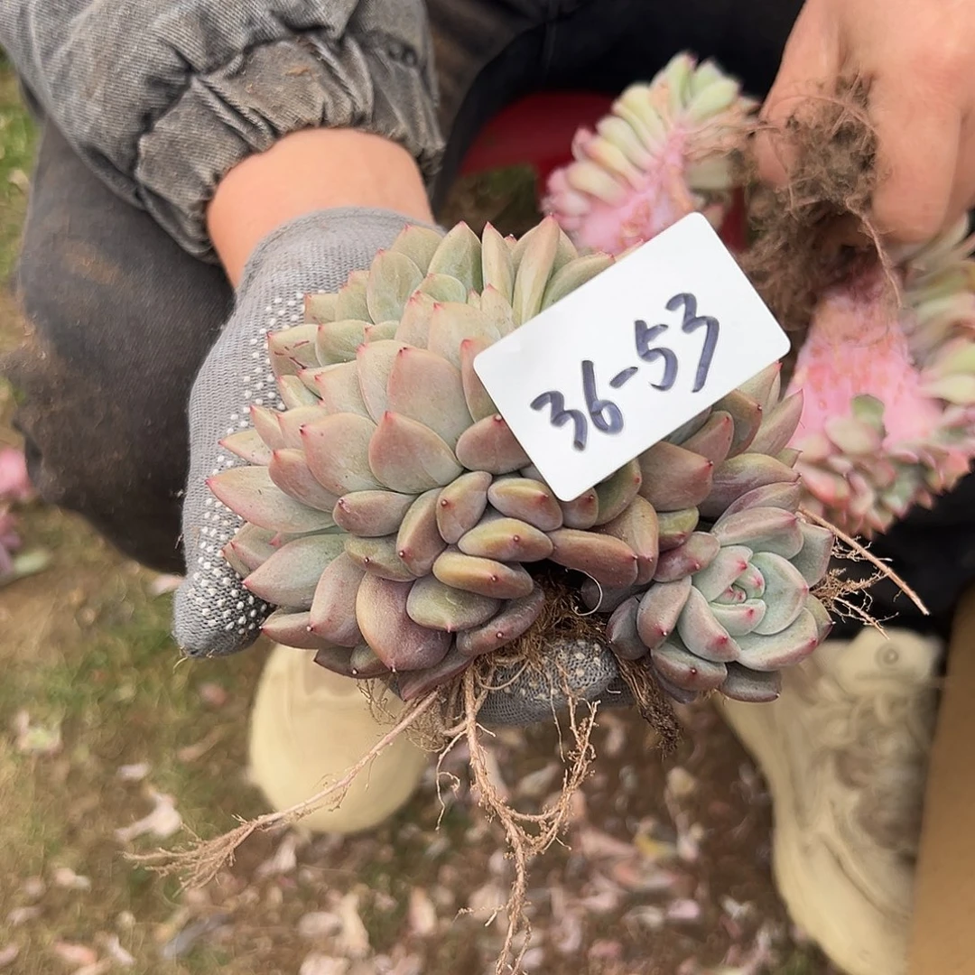 小*36-53粉香槟缀多肉