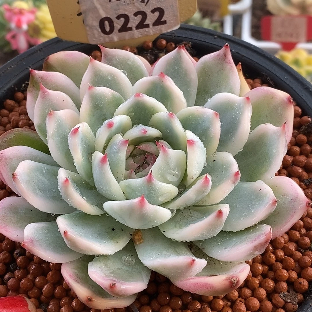 222娃娃哈哈哈哈哈哈哈