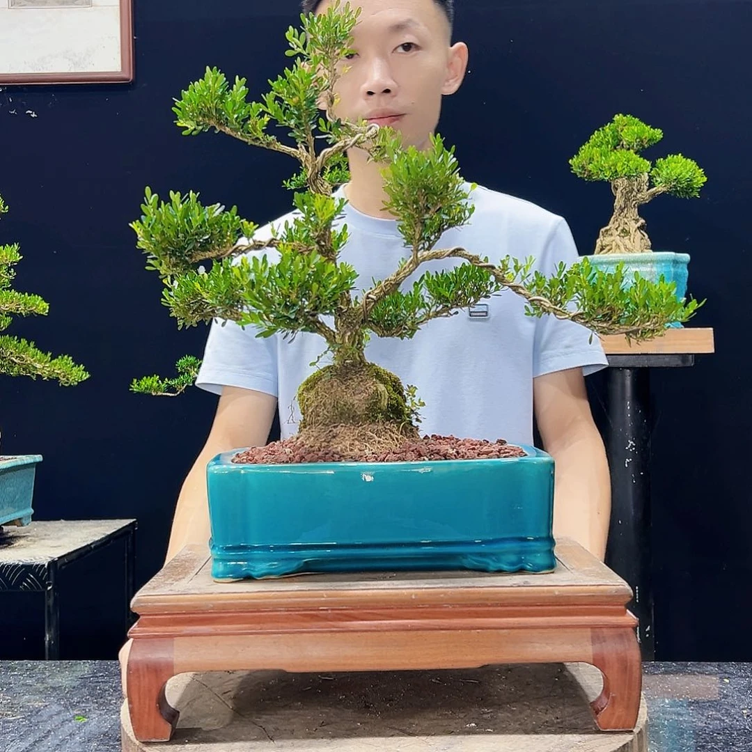 无花朵无花果雀舌黄杨绿植