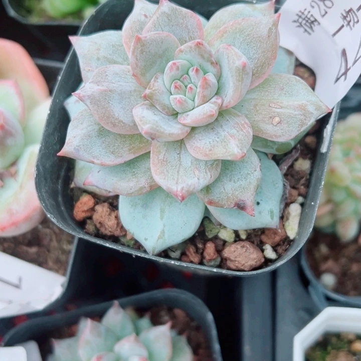 粉蓝鸟石化锦多肉449