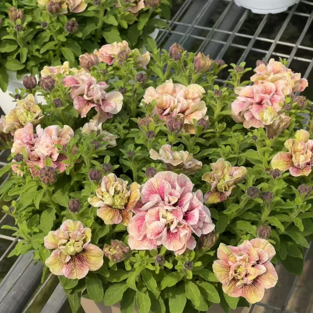 【茗香矮牵牛】重瓣花色多样花期长阳台庭院都可种植